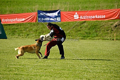 Serro de lorigine de faucon rouge